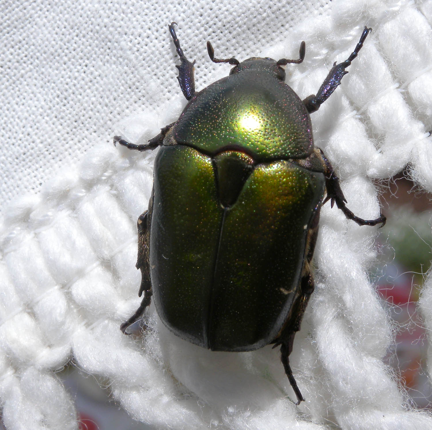 Protaetia cuprea ssp. metallica?